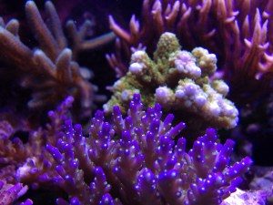 acropower coral growth