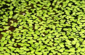 pond duckweed treatment