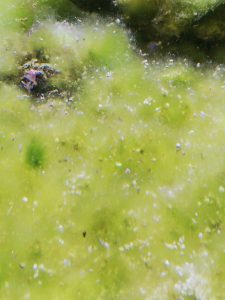 hair algae in marine tank