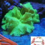 Fluorescent Neon/Toxic Green Cabbage Coral Frags Sinularia sp.