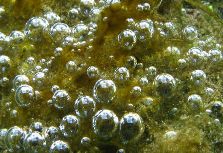 diatom algae