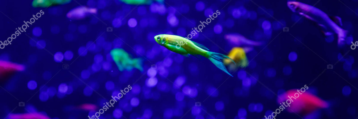 depositphotos 237259012 stock photo macro beautiful fish glo tetra